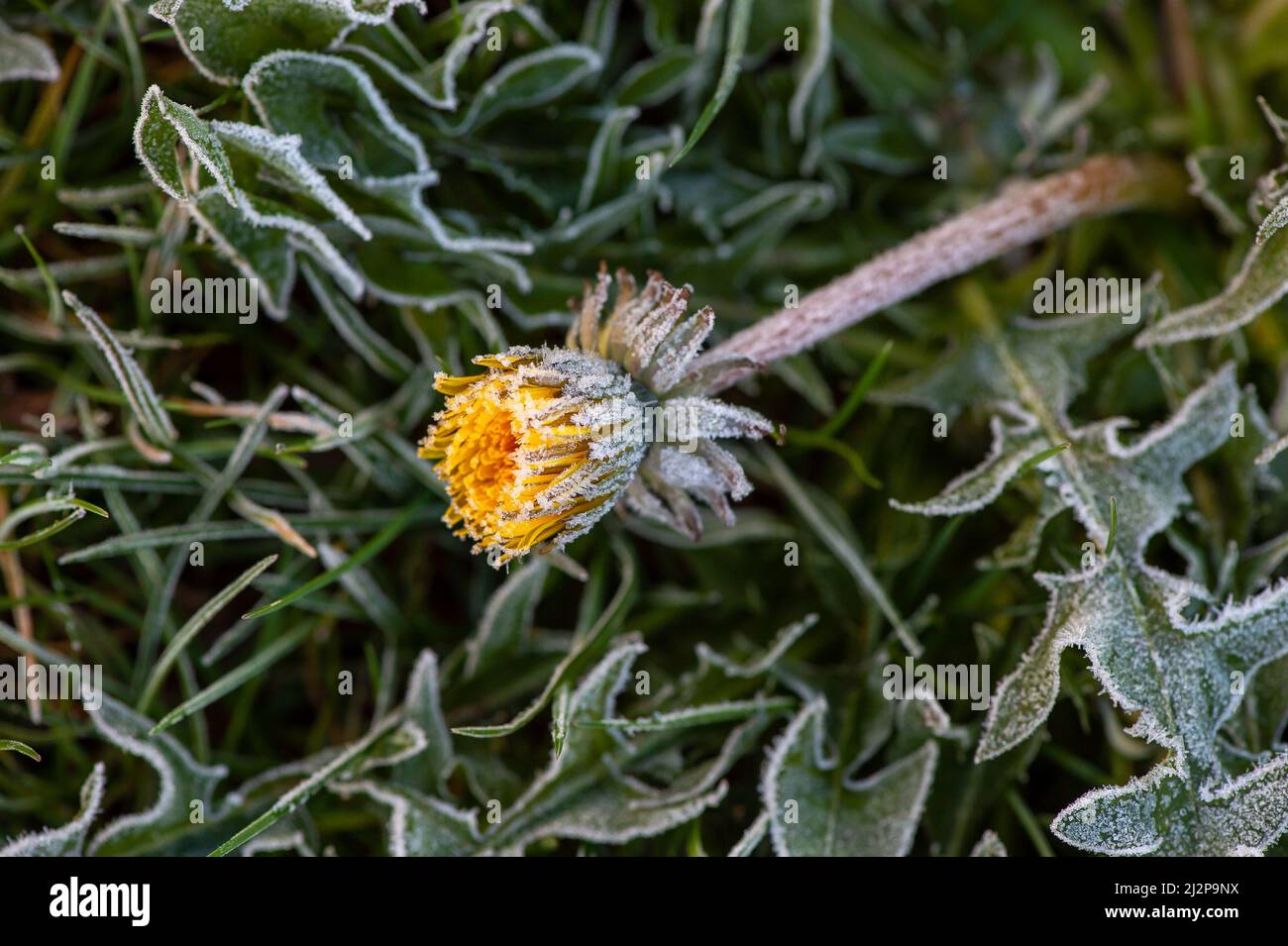 Eton, Windsor, Berkshire, UK. 3rd April, 2022. A frozen dandelion flower. Despite Spring having arrived it was a frozen looking winter wonderland this morning after a heavy frost last night. Credit: Maureen McLean/Alamy Stock Photo