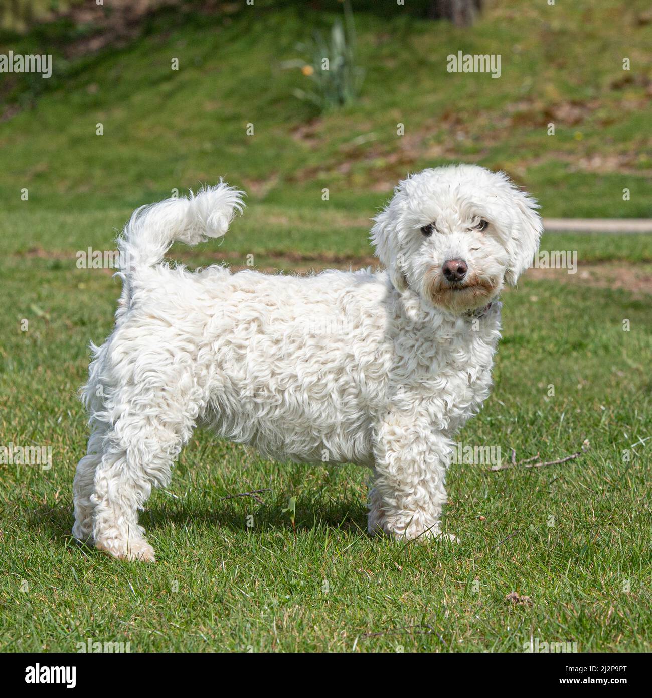 Maltipoo crossbreed hotsell