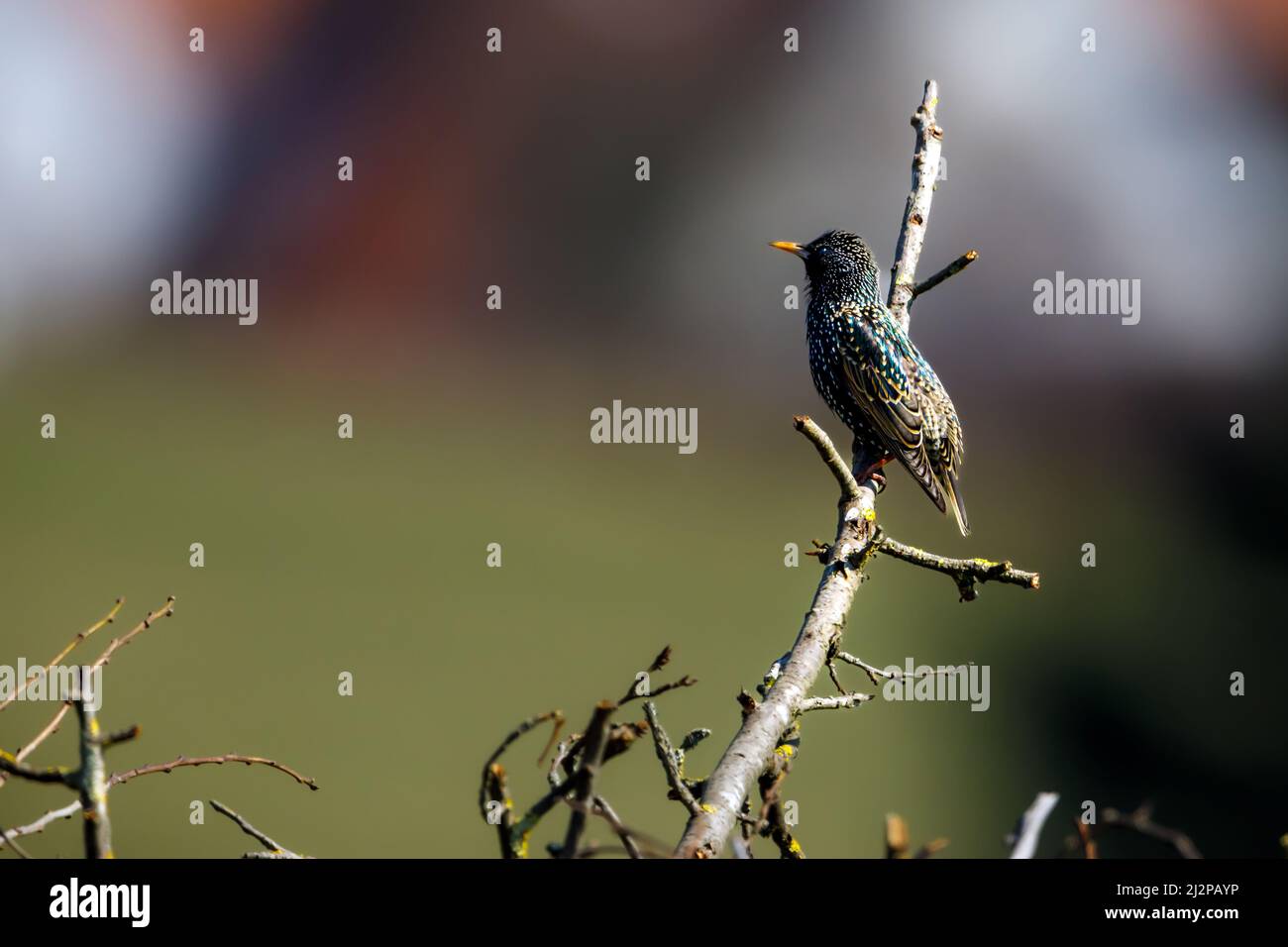 A starling in the wildlife Stock Photo - Alamy