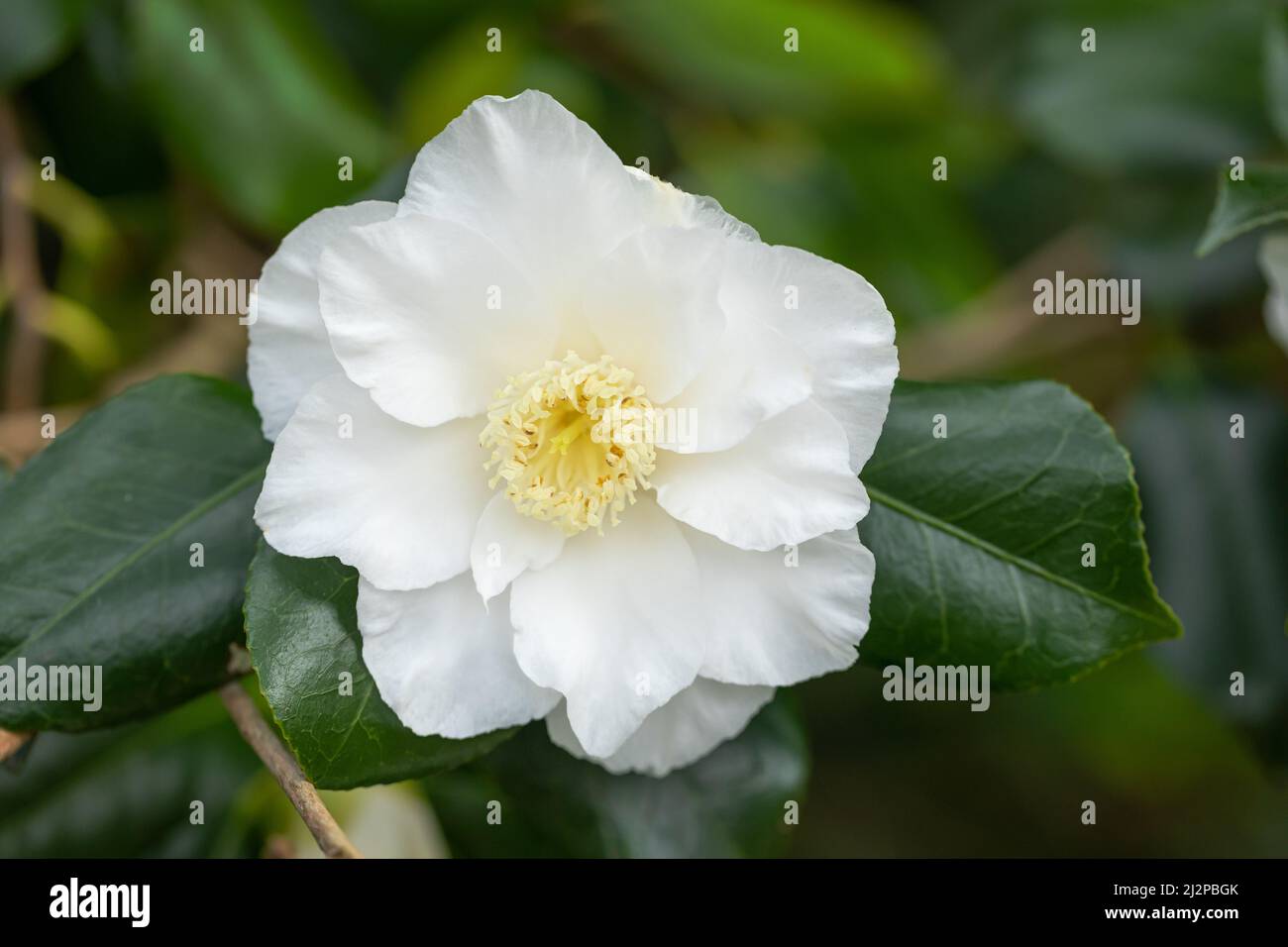 Close up of a white Camellia bloom flowering in an English garden in spring, England, UK Stock Photo