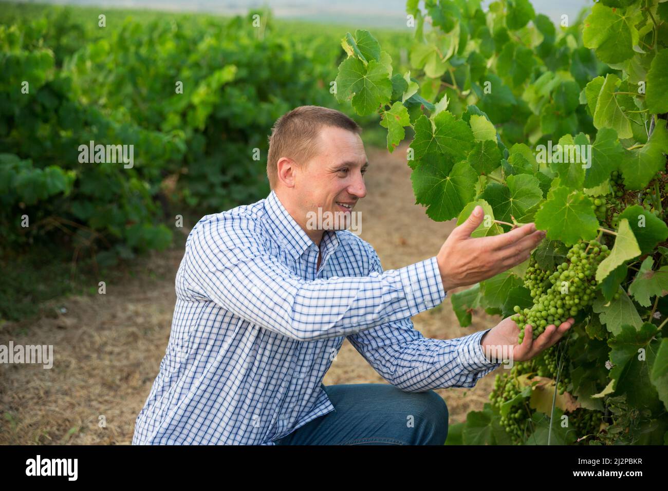 Male winemaker working with grapes in vineyard at fields Stock Photo