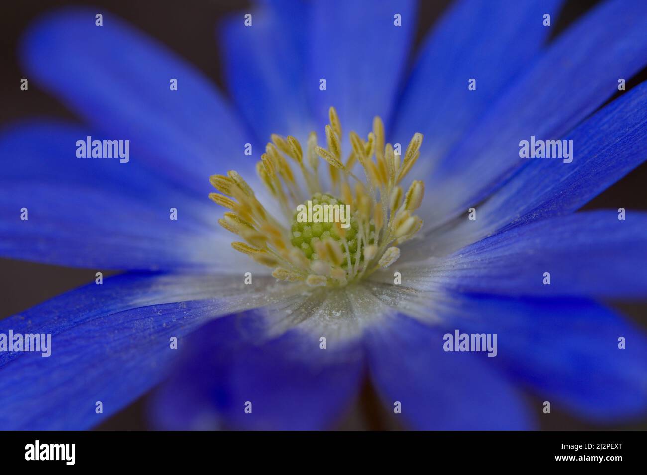 Colors of nature - Flowers Stock Photo