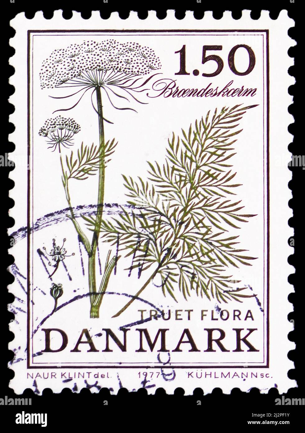 MOSCOW, RUSSIA - MARCH 13, 2022: Postage stamp printed in Denmark shows Cnidium dubium, Threatened flora serie, circa 1977 Stock Photo