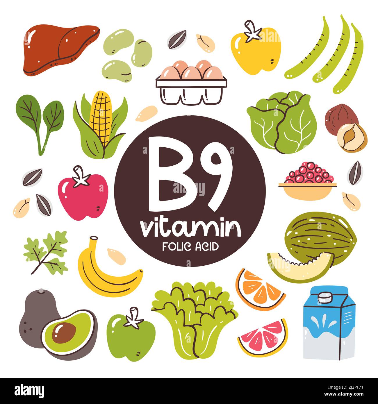 Food products with high level of Vitamin B9 (Folic acid). Cooking ingredients. Fruits, vegetables, milk, liver, eggs, nuts. Stock Vector