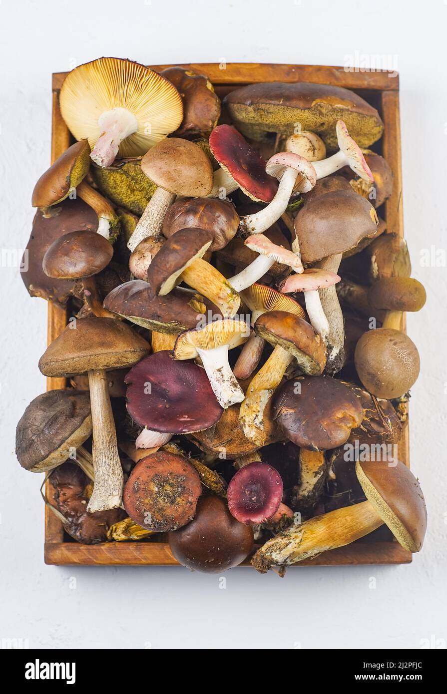 A set of different edible mushrooms. Mushroom background. Food in wooden tray. White mushroom, flywheel, boletus, russula. Top view. Cooking harvest. Stock Photo