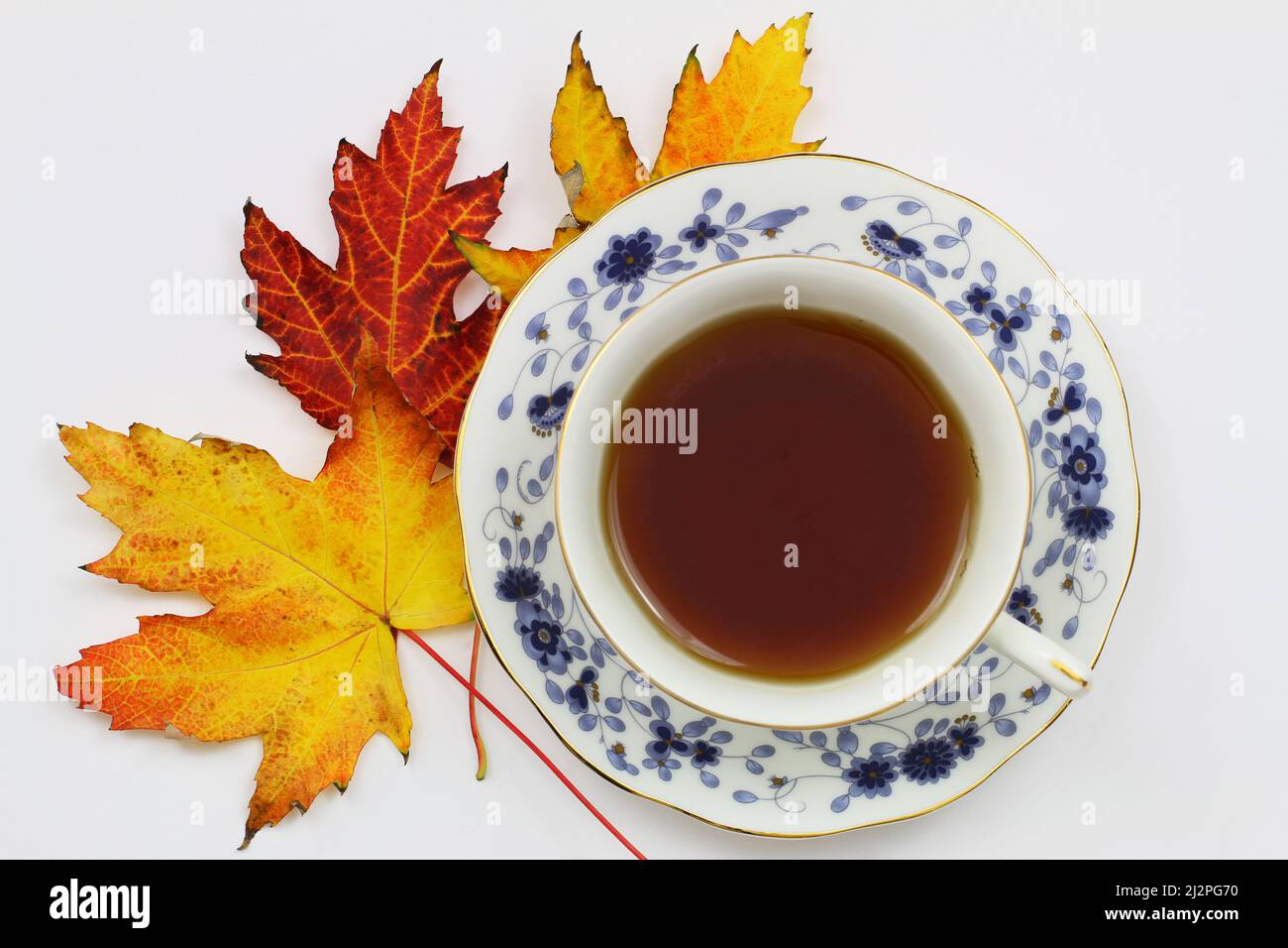 Black tea in vintage cup on top of colorful autumn maple leaves on white background Stock Photo