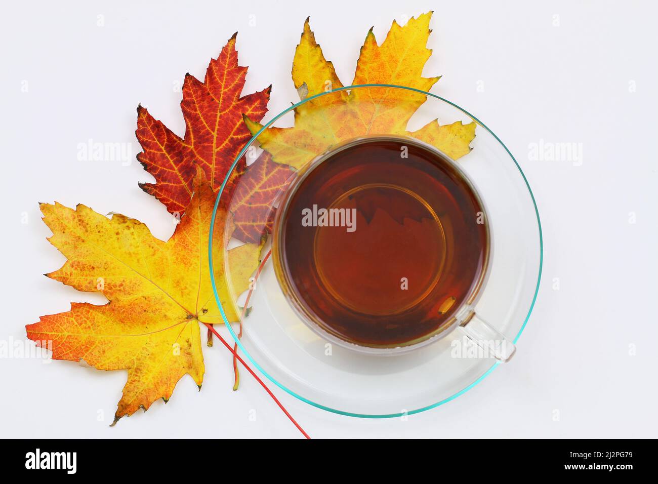 Black tea in transparent cup on top of colorful autumn maple leaves on white background Stock Photo