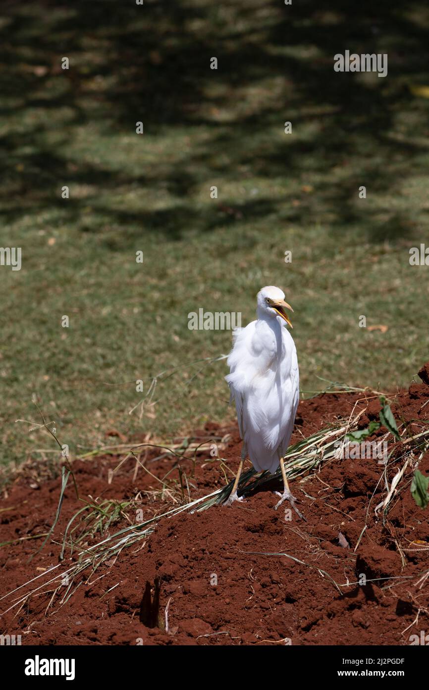 Hawaiian heron hi-res stock photography and images - Alamy