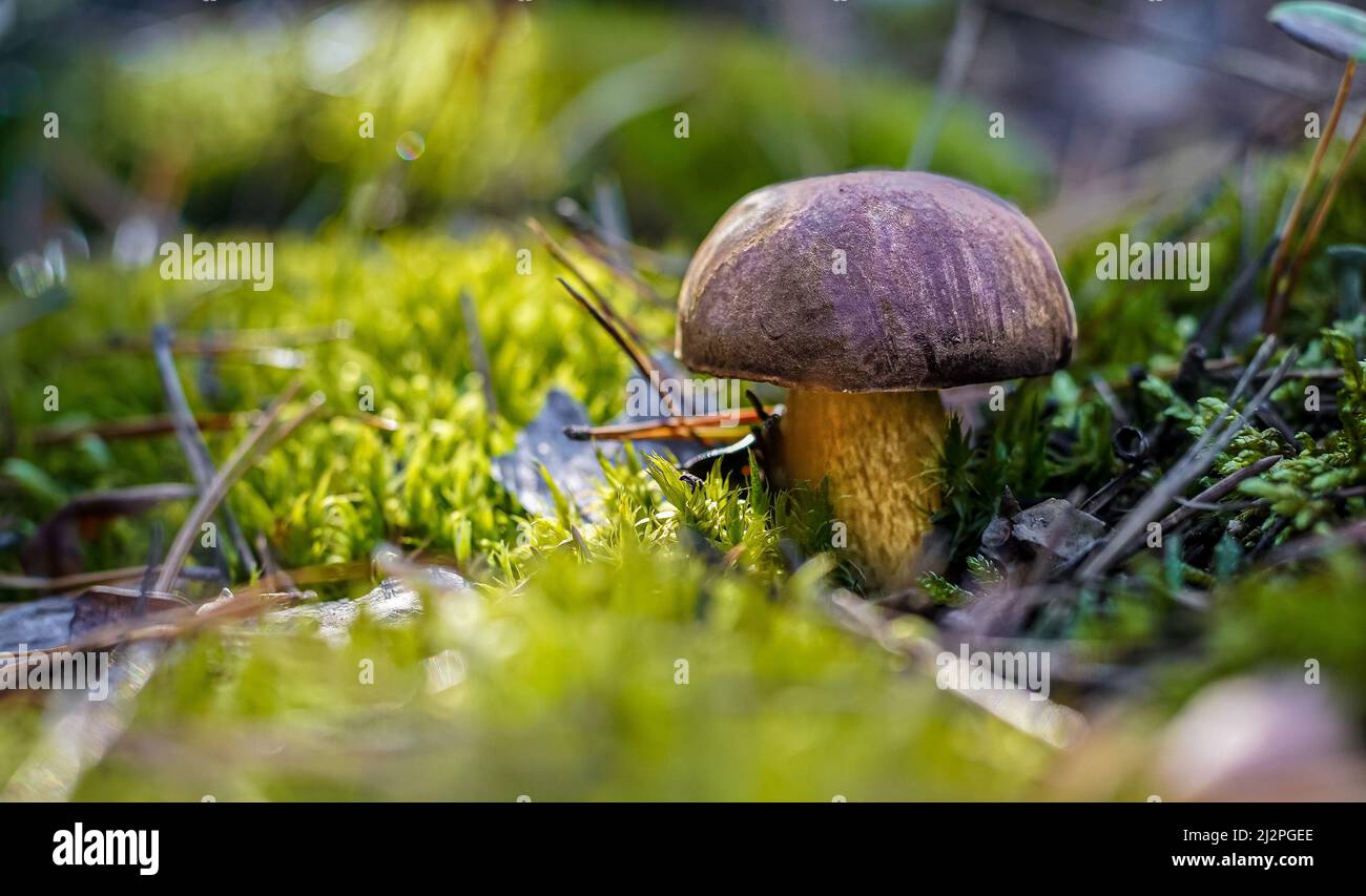 White mushroom. Boletus grow. Edible mushrooms background. Forest in