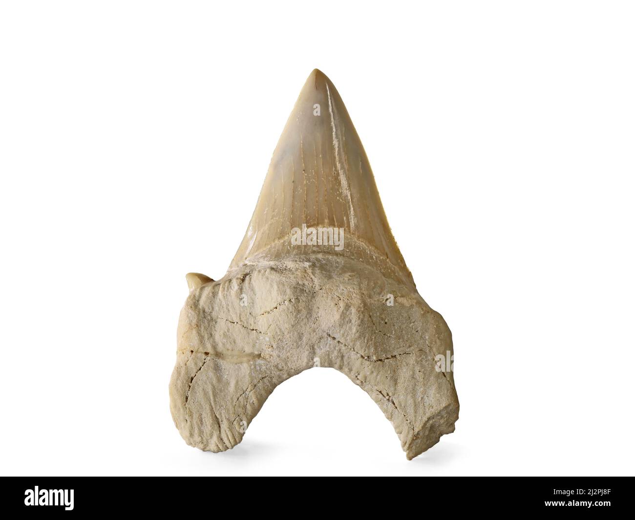 How to use Maxima Shark Tooth 