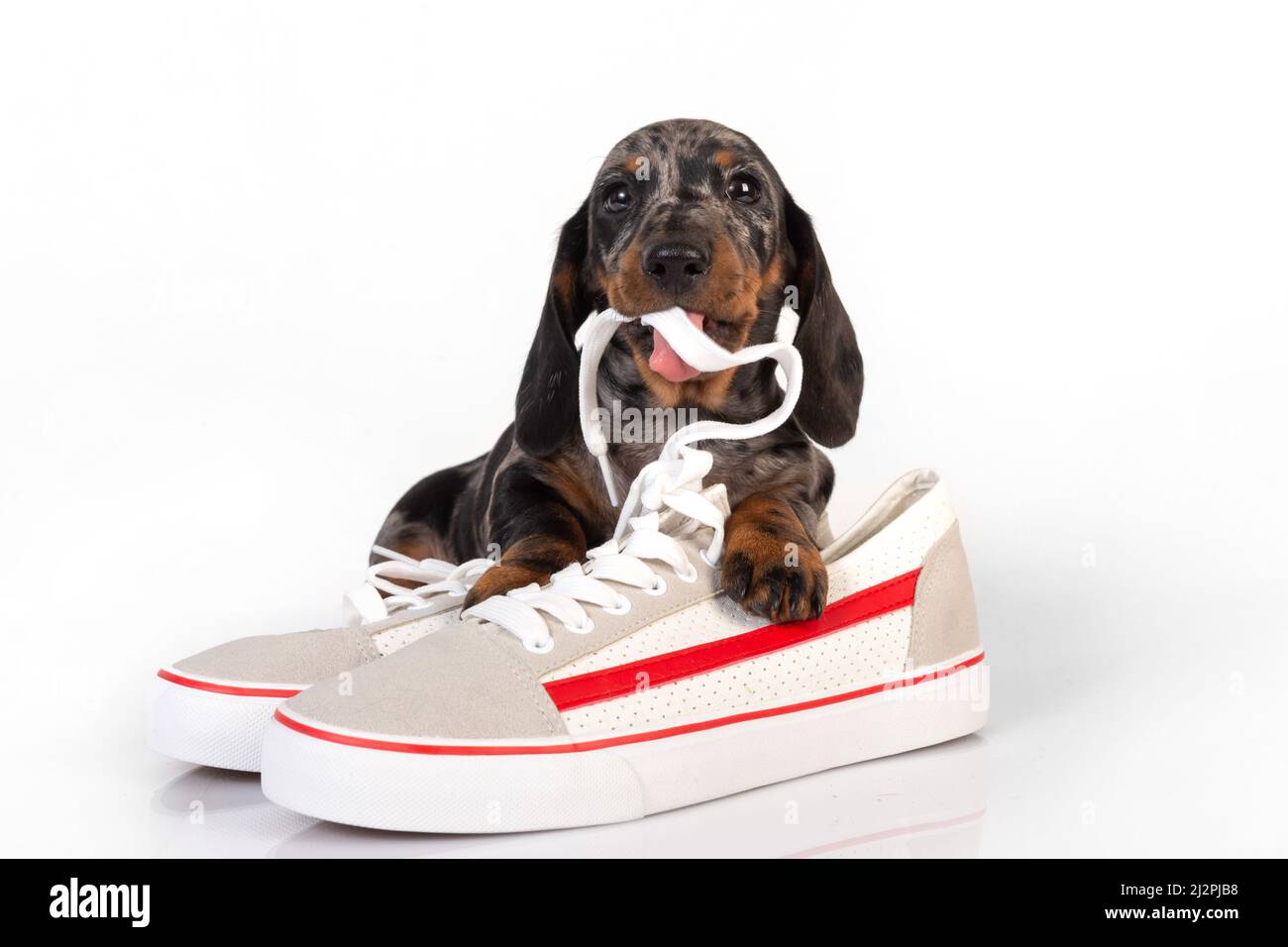 Little marble dachshund puppy with shoes lying on a white studio background Stock Photo
