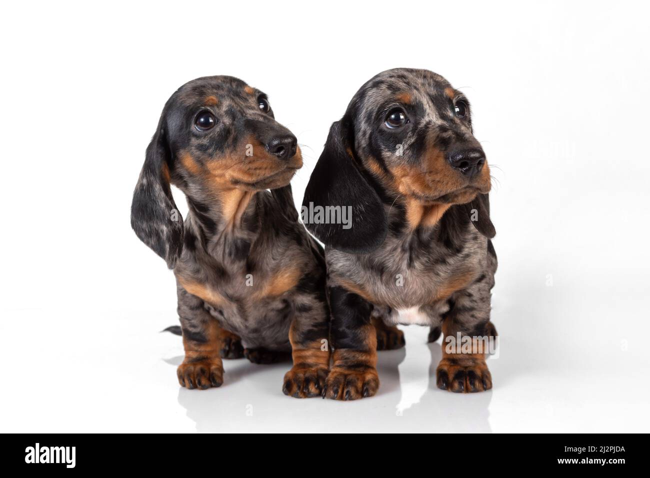 A pair of marble smooth-haired dachshund puppies got tired of the photo shoot and fell asleep on top of each other, isolated on white Stock Photo