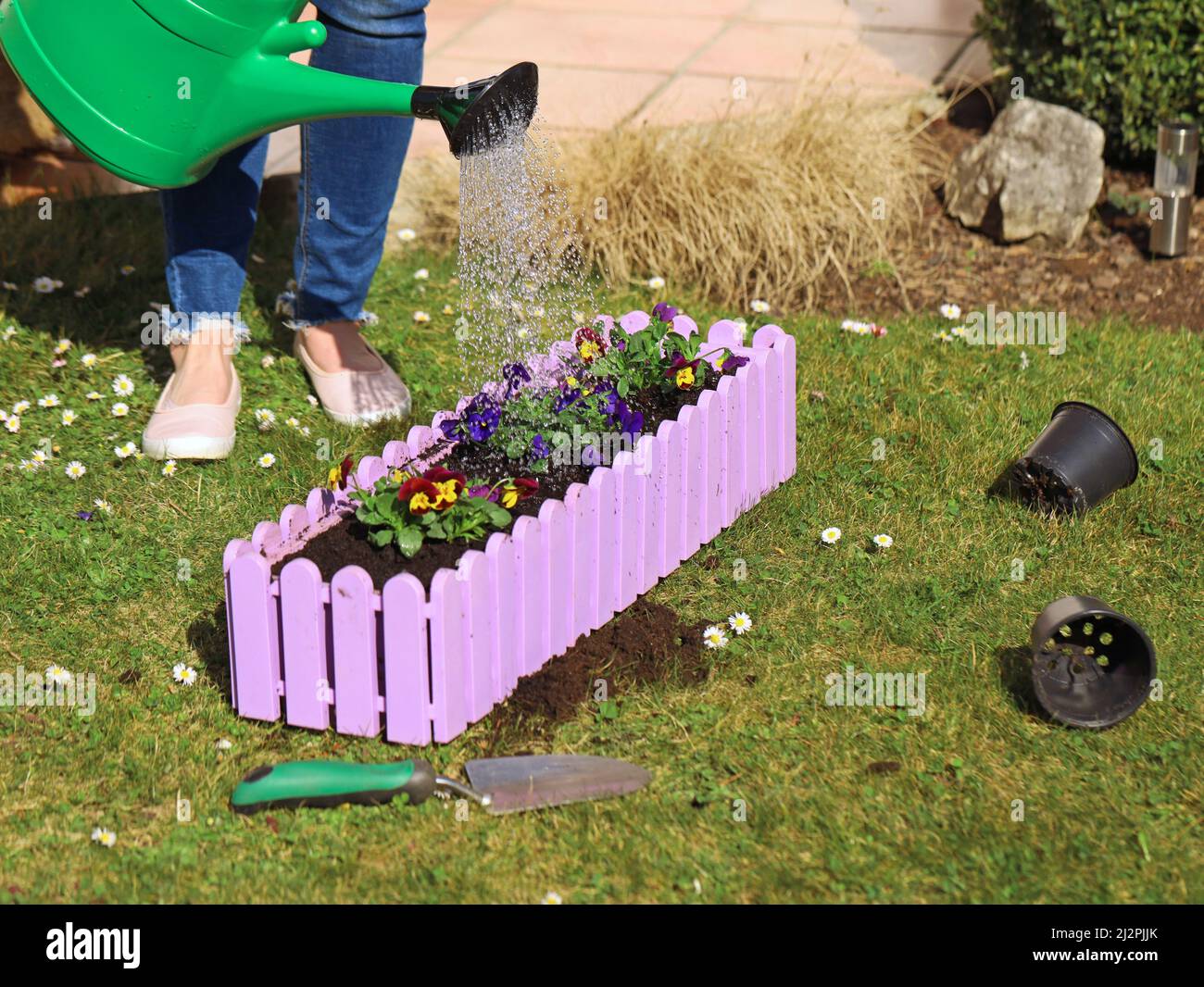 Woman watering freshly planted pansies in flower box with green watering can, close up of spring gardening Stock Photo