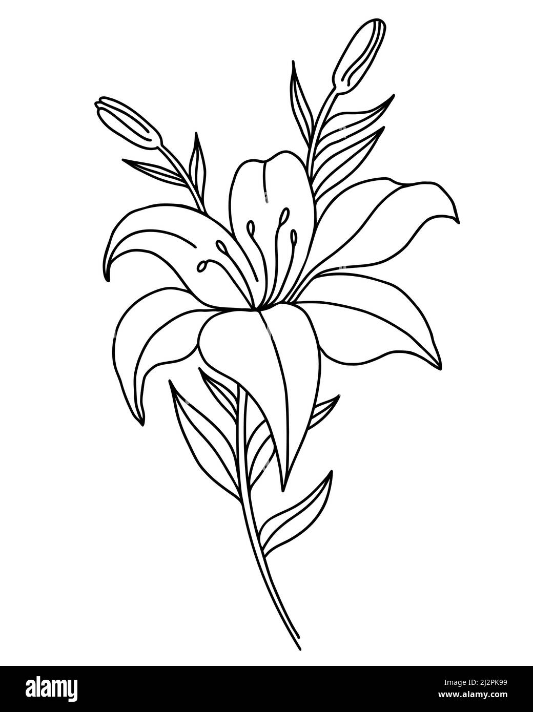 Black outline of lily flowers. Branch with flowers and buds. Vector illustration isolated on white background. Ornamental plant for design, decor, dec Stock Vector