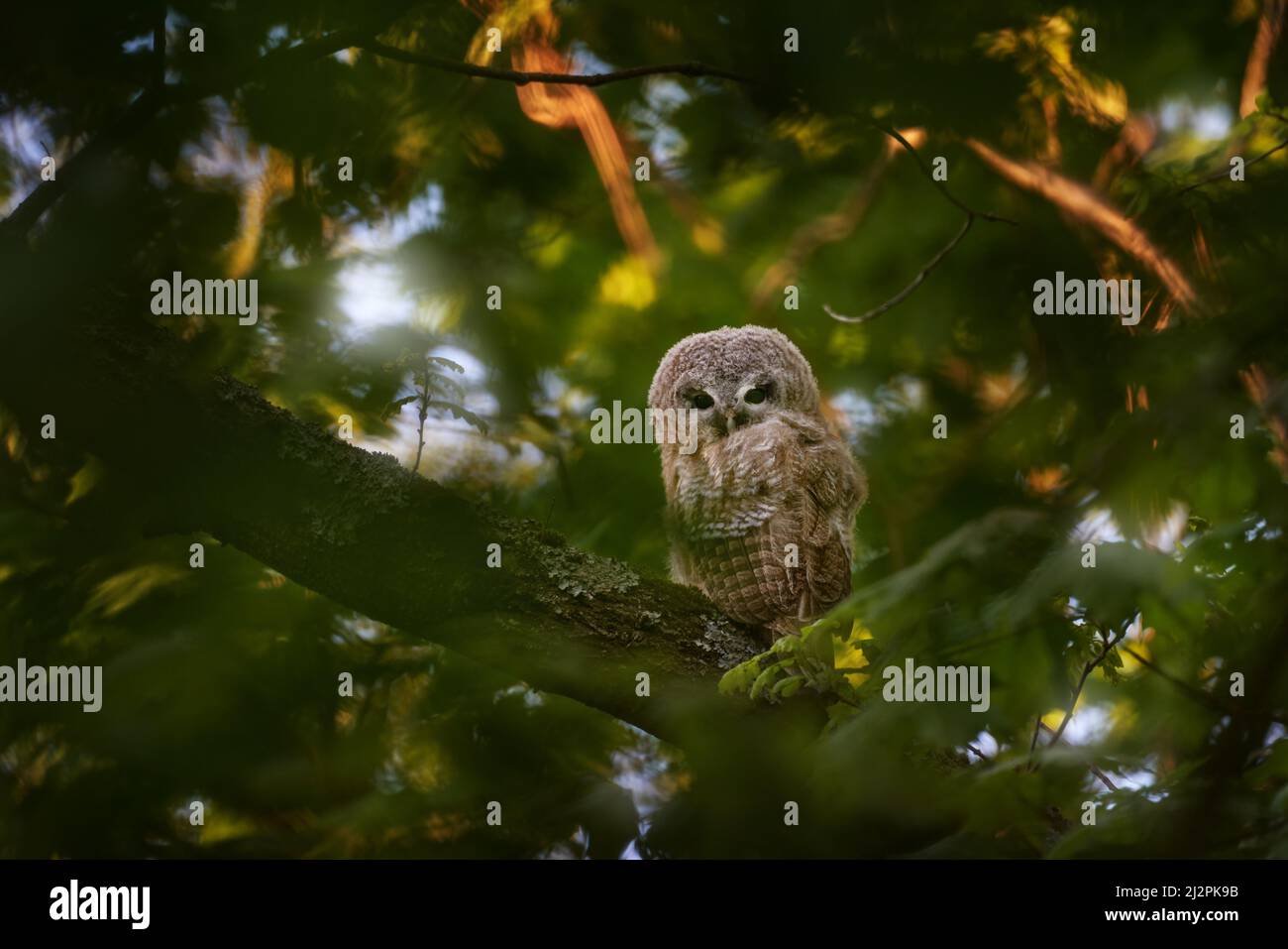 Young towny owl in the forest. Brown owl sitting on tree stump in the dark forest habitat. Beautiful animal in nature. Wildlife scene from dark spruce Stock Photo