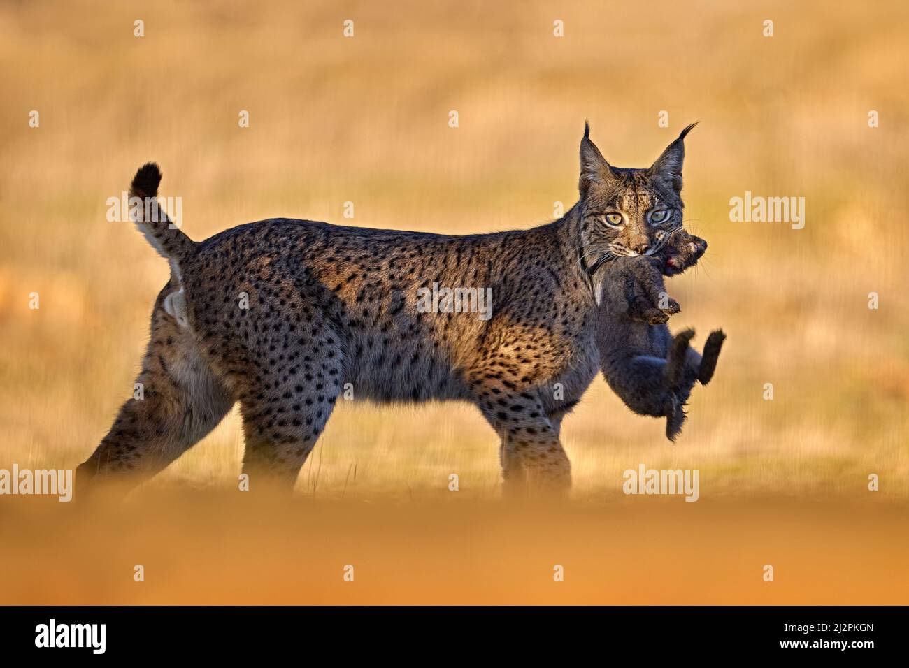 Lynx With Catch Prey Rabbit Spain Wildlife Iberian Lynx Lynx