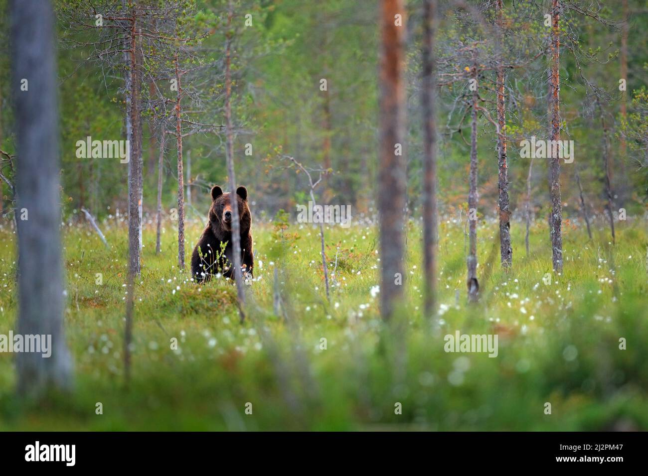Bear standing,  sit up on its hind legs, somerr forest with cotton grass.  Dangerous animal in nature forest and meadow habitat. Wildlife scene from F Stock Photo