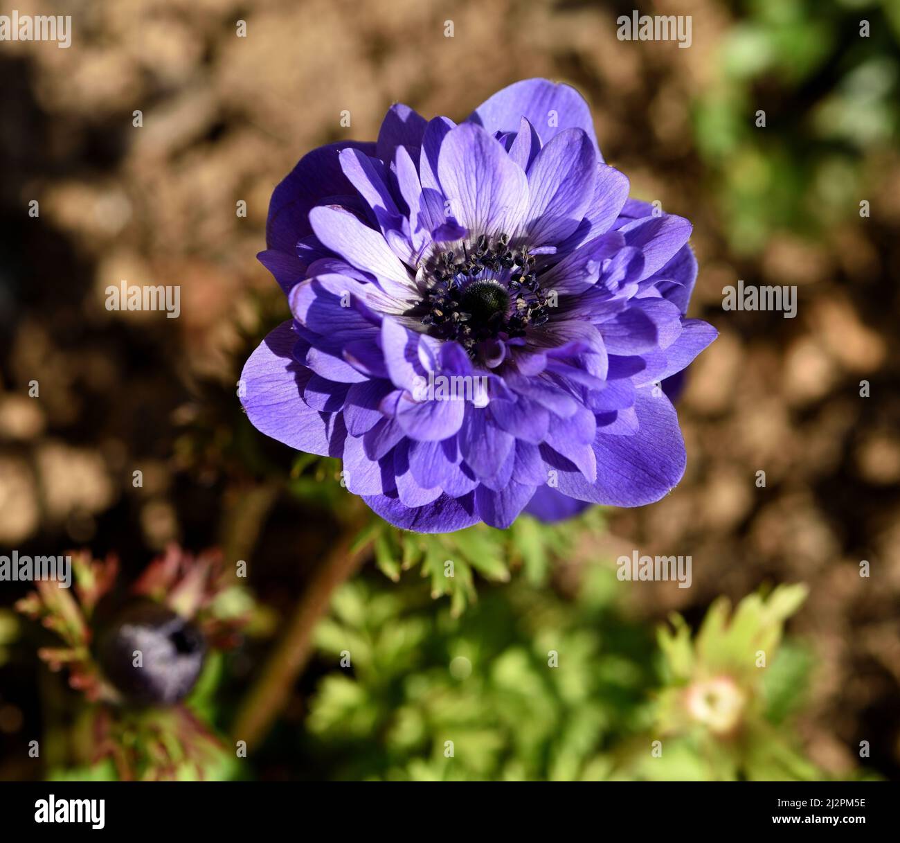 Anemone Harmony Double Blue. Stock Photo