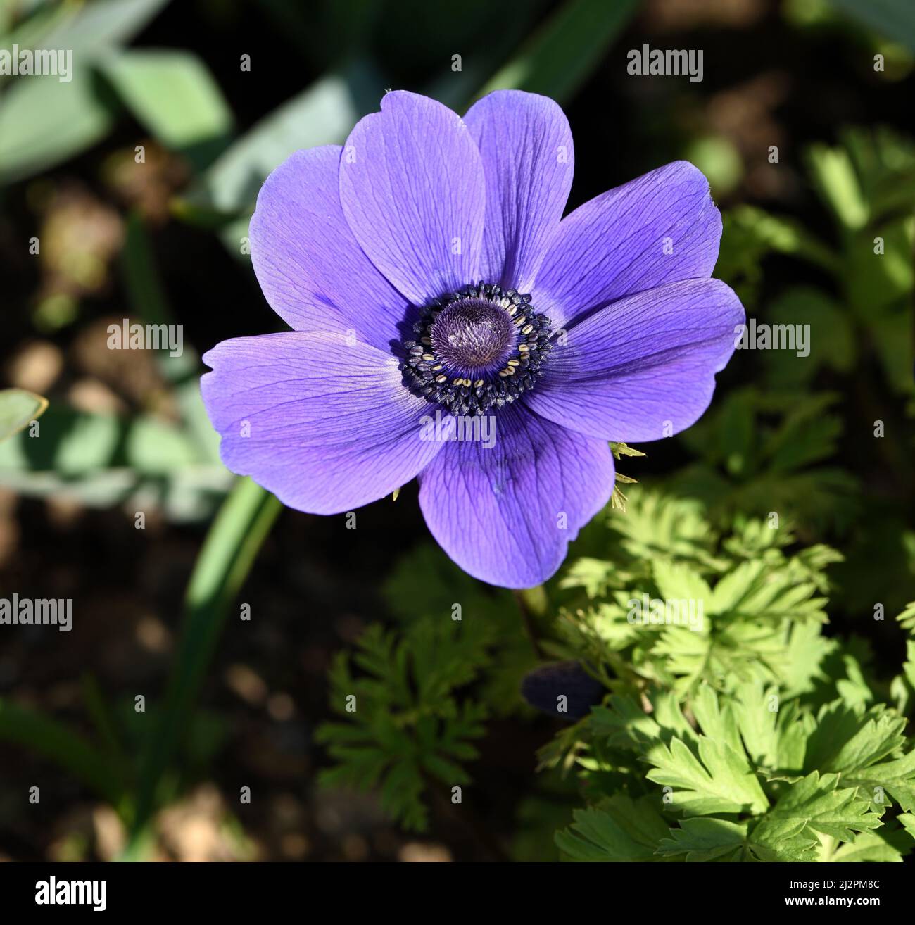 Anemone Mr Fokker Stock Photo