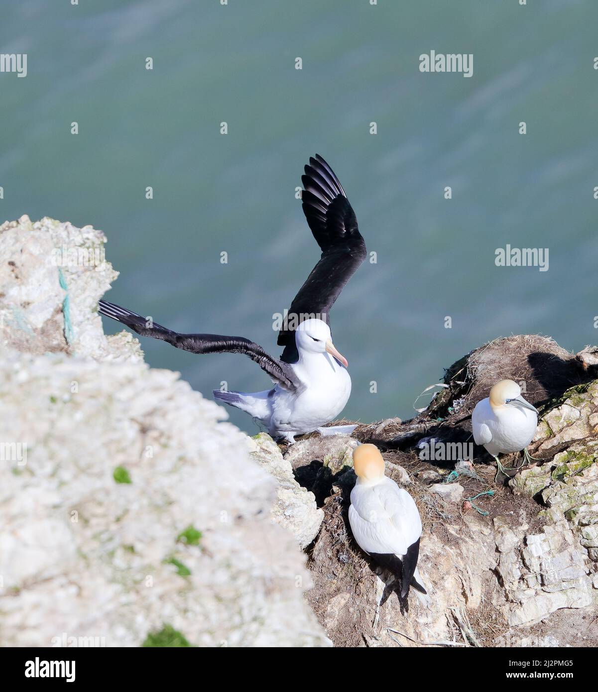Black Browed Albatross (Thalassarche melanophris) Stock Photo