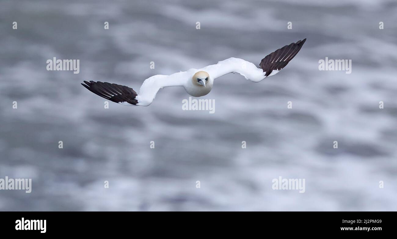 Gannet in Flight ( Morus bassanus) Stock Photo