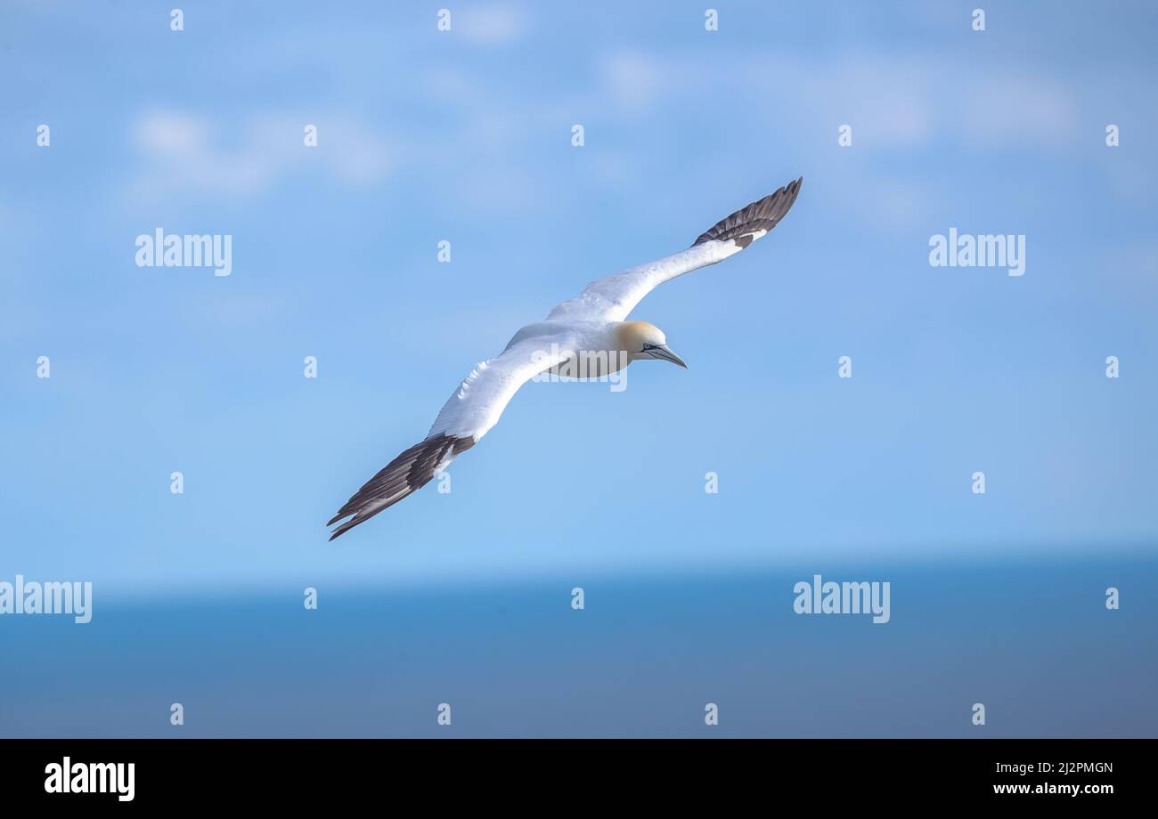 Gannet in Flight ( Morus bassanus) Stock Photo