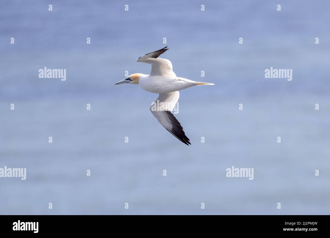 Gannet in Flight ( Morus bassanus) Stock Photo