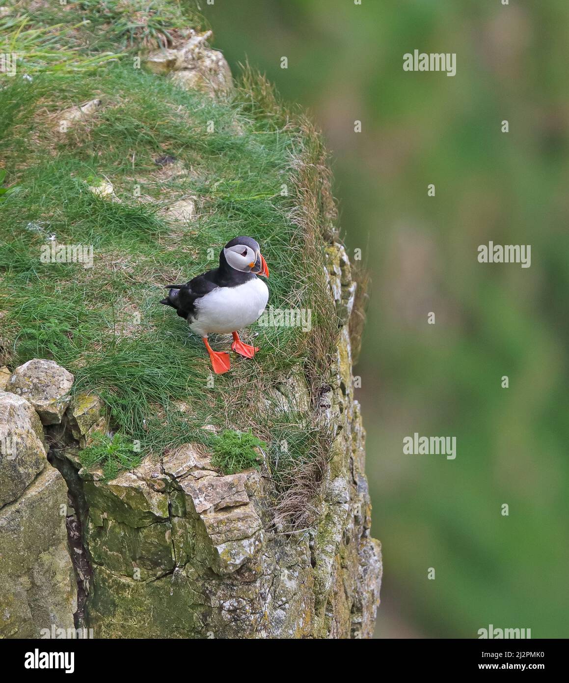 Puffin (Fractercula arctica) Stock Photo