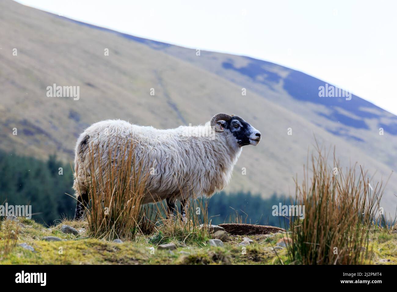 Scottish Blackface sheep standing at the top of hill partially hidden by  tufted grass in Scotland Stock Photo