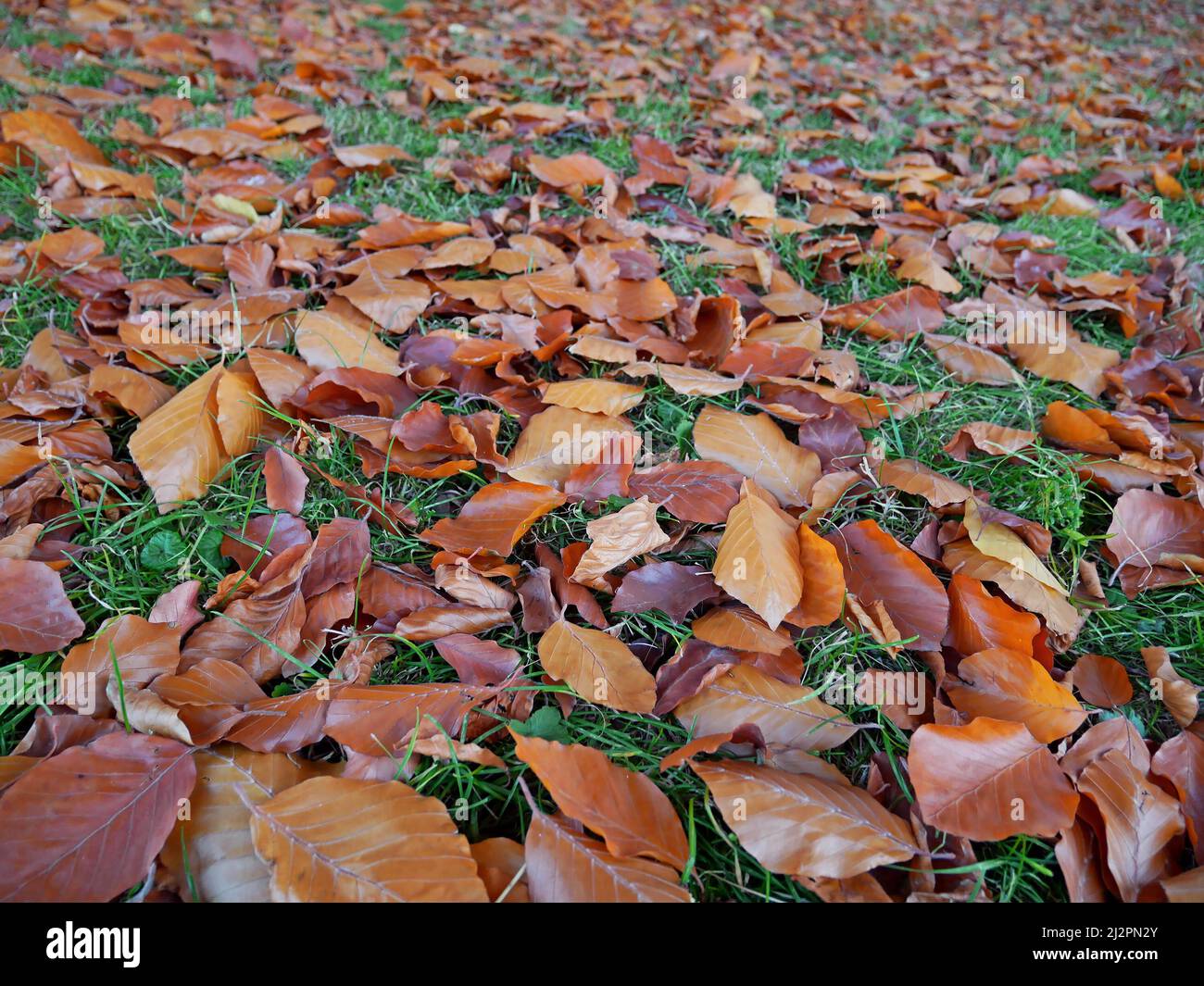 Fresh orange falling leaves of black beech on the green grass on lawn in autumn Stock Photo