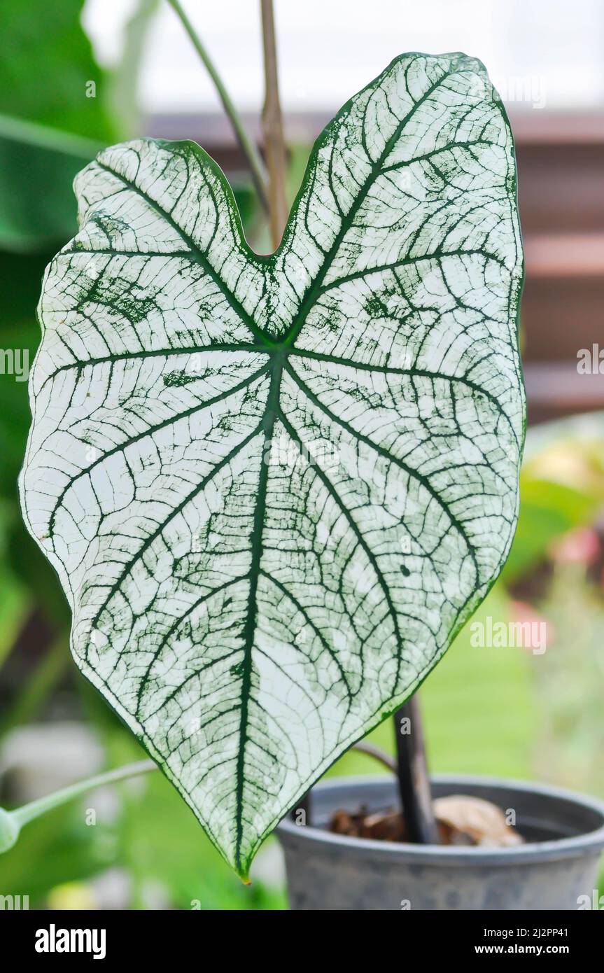 angel wing caladium or candidum ,Caladium bicolor or Araceae plant ...