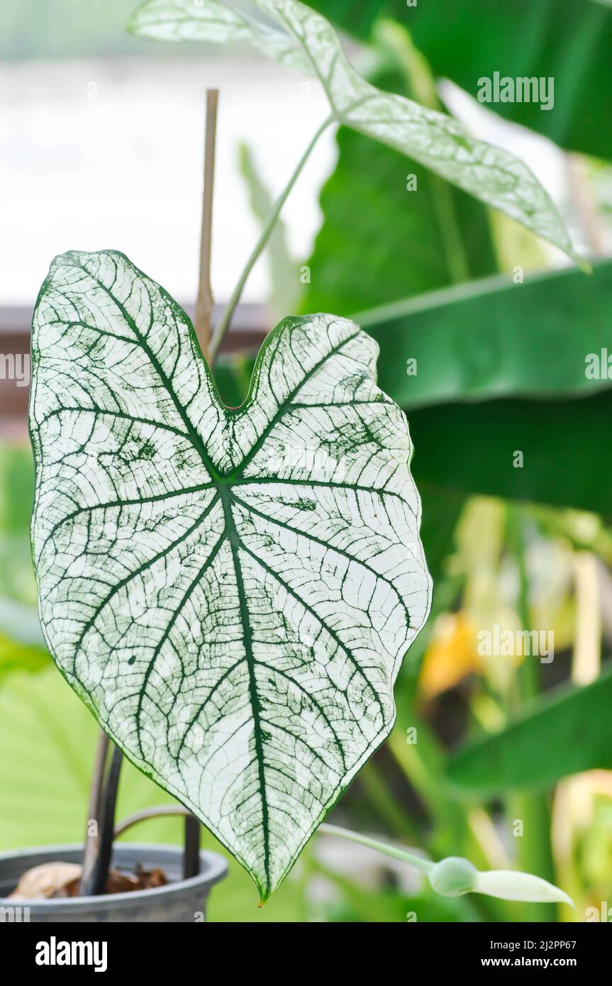 angel wing caladium or candidum ,Caladium bicolor or Araceae plant ...