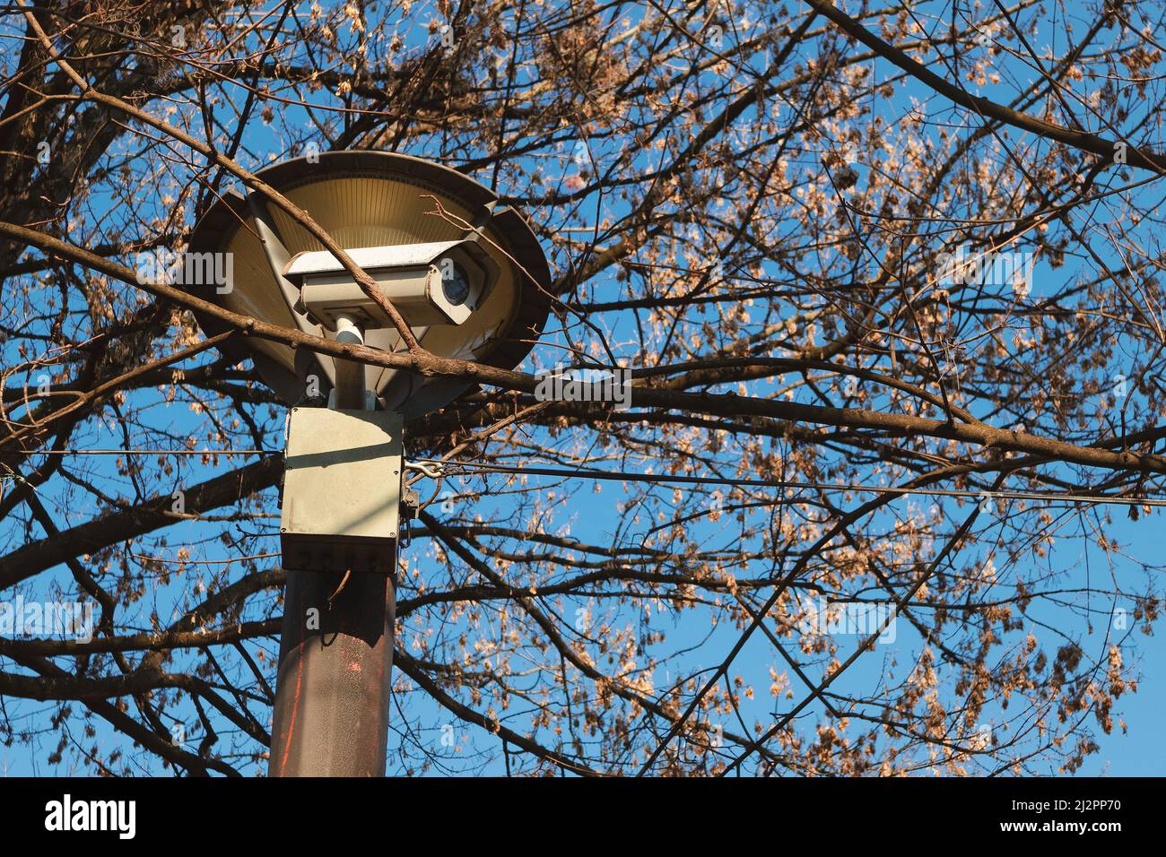 Detail of a camera hidden in a tree canopy, detail from a city park. Stock Photo