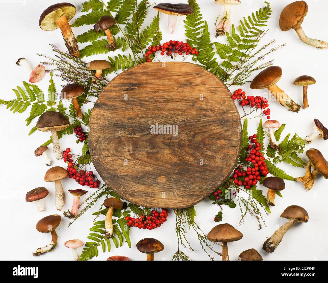 A set of different edible mushrooms. Mushroom background. Food in