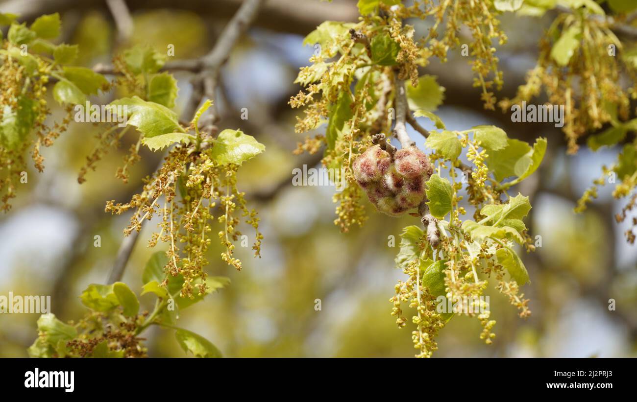 Close up Mount Tabor Oak tree or quercus ithaburensis in Israel Stock Photo