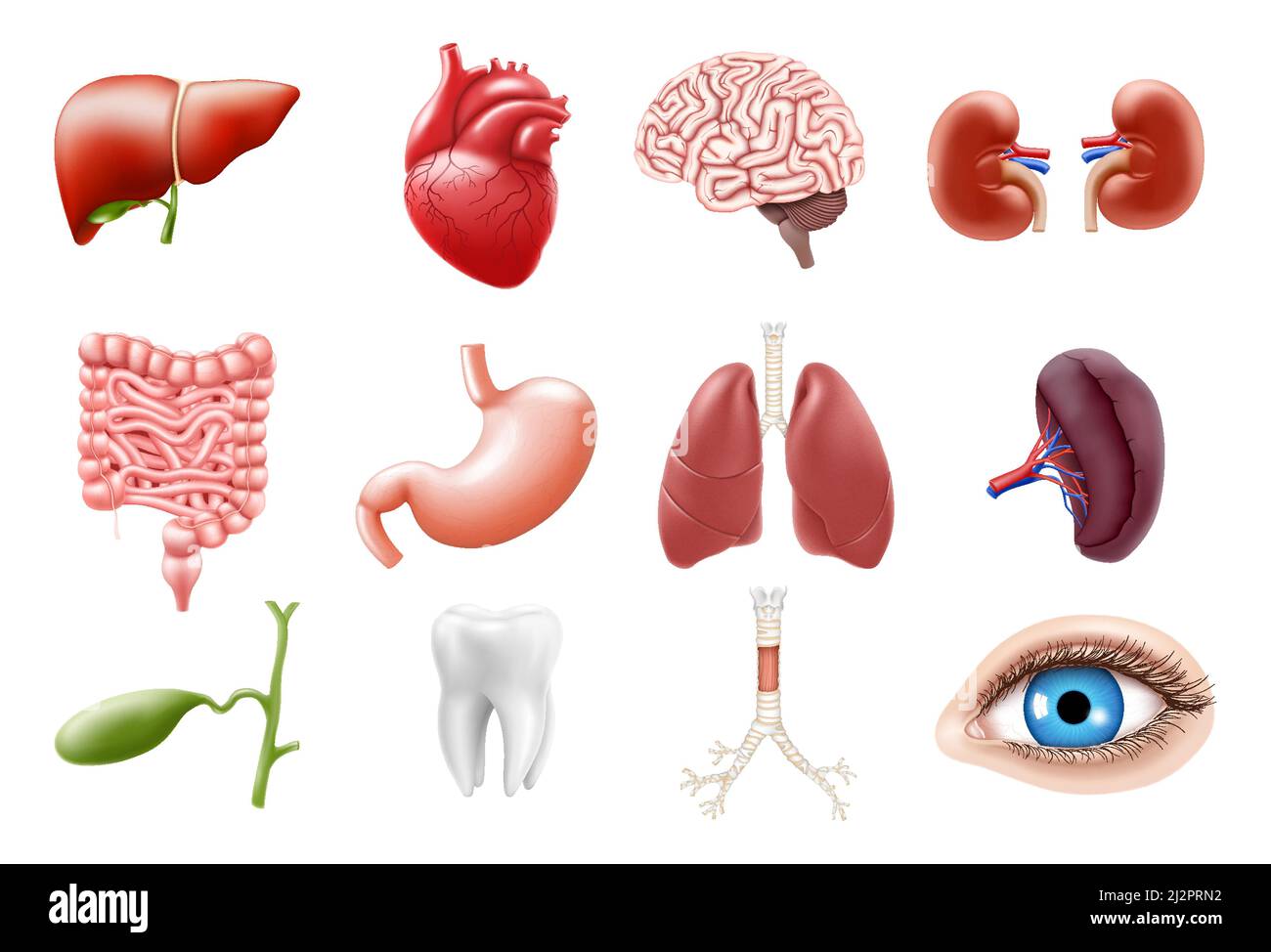 Human internal organs isolated on white background. Lungs, kidneys, stomach, intestines, brain, heart, spleen, liver, tooth, trachea, gallbladder, eye Stock Vector