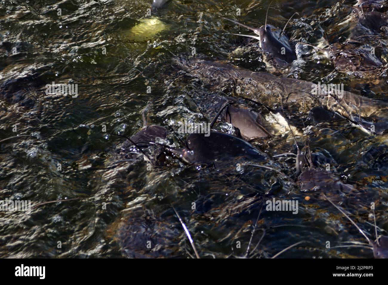 Background catfish mustachioed muzzles in pond. Walking catfish (Clarias batrachus) Stock Photo