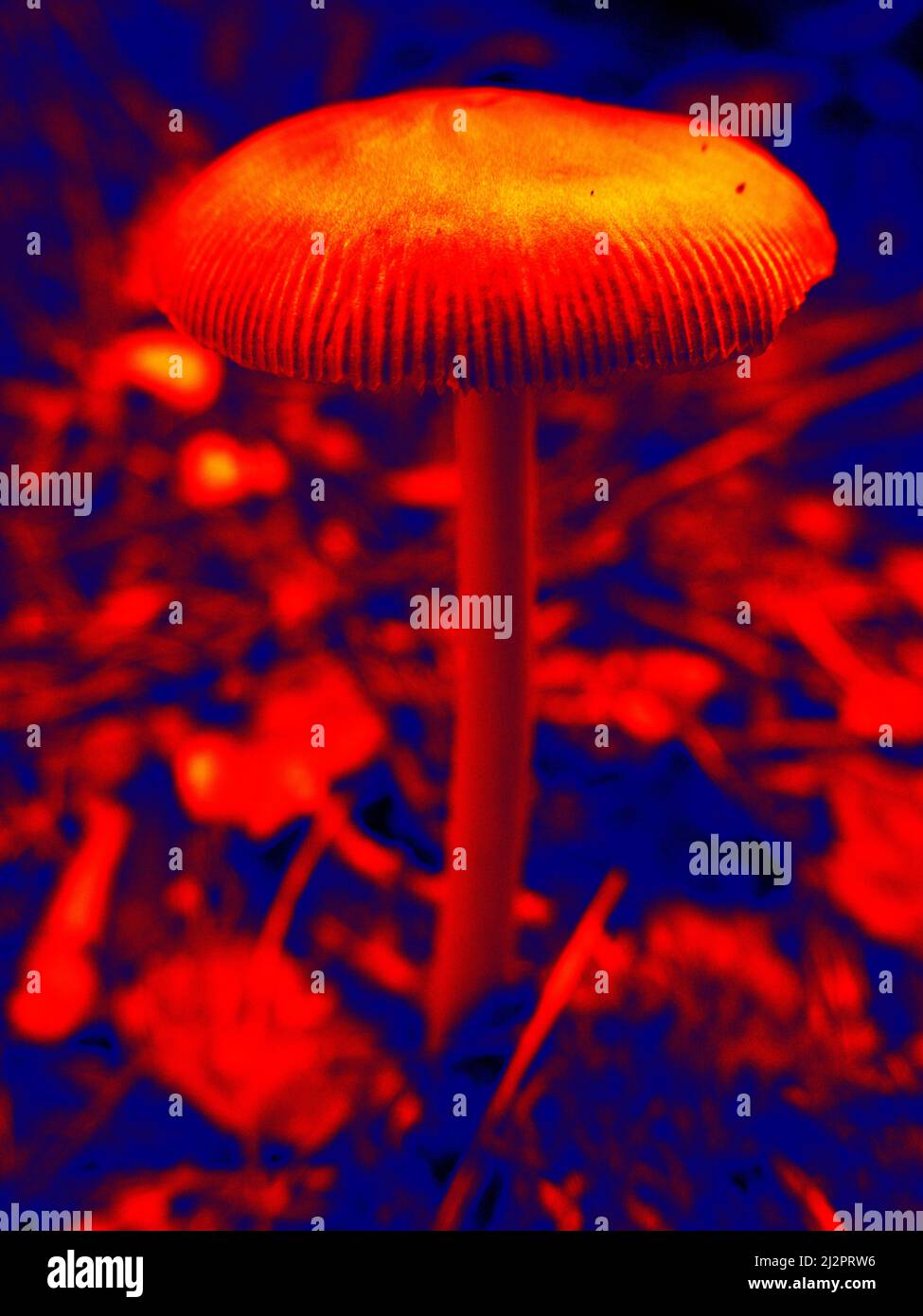 Mushroom hunting trip to night forest. Illustration of thermal image