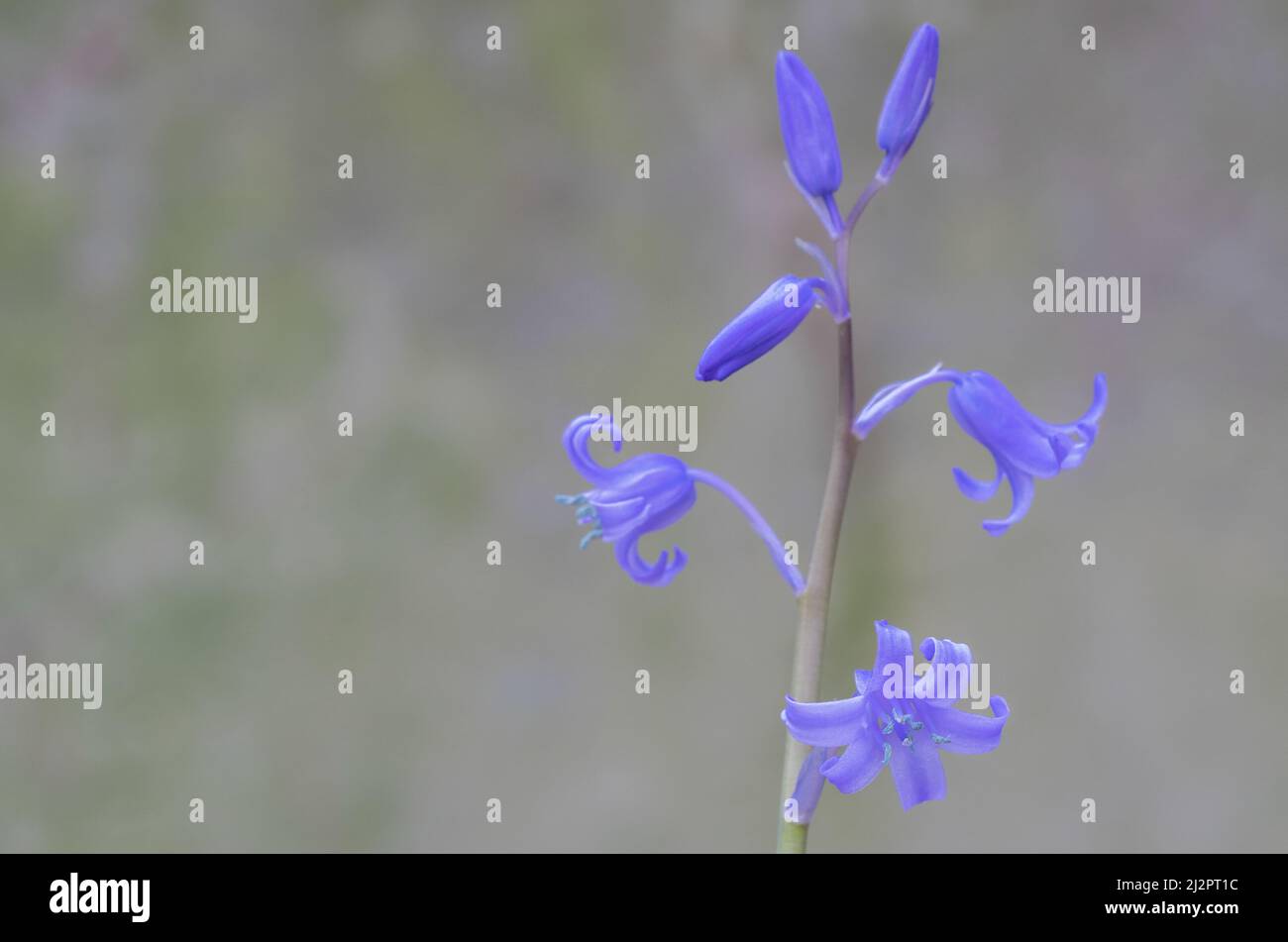 Bluebells in Southampton Old Cemetery Stock Photo