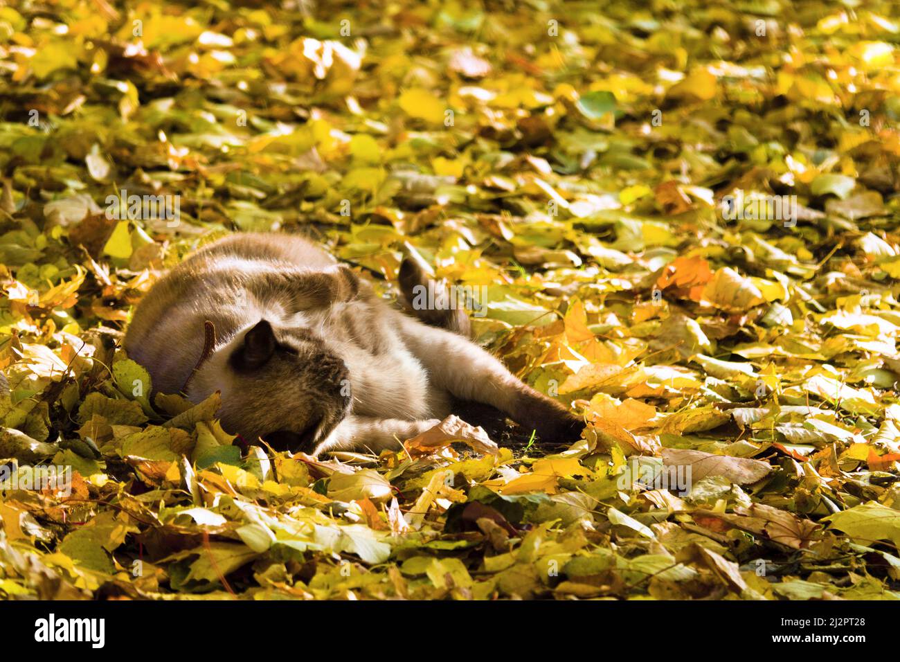 Indian Summer, mellow autumn. British ash cat wallows in yellow leaves
