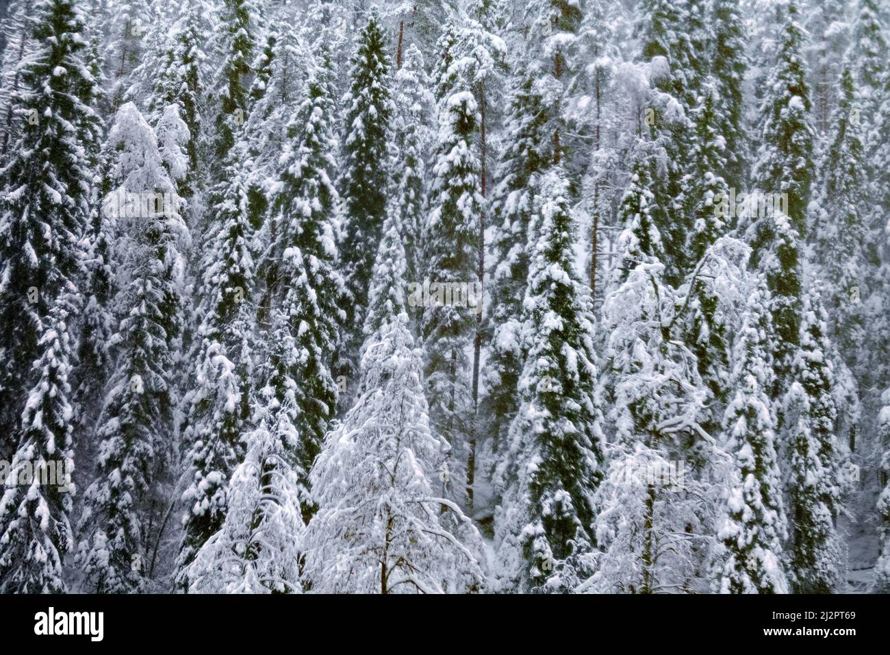 Dark coniferous forests (boreal coniferous forest). Dense marshy forest Stock Photo