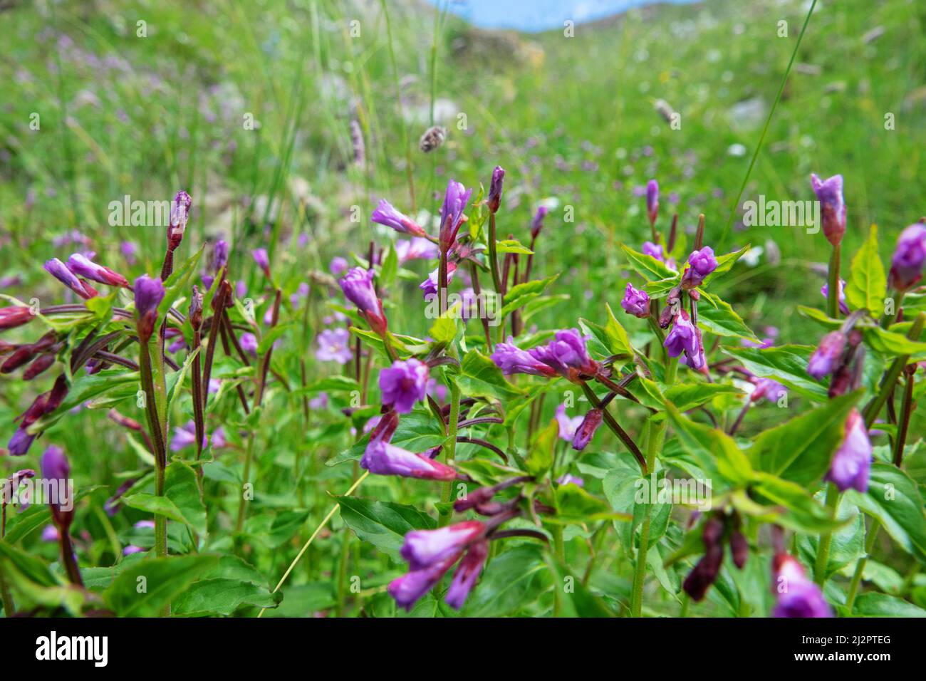 Comphrey (probably Symphytum caucasicum) on mountain pastures of the North Caucasus. Medical and poisonous plant Stock Photo