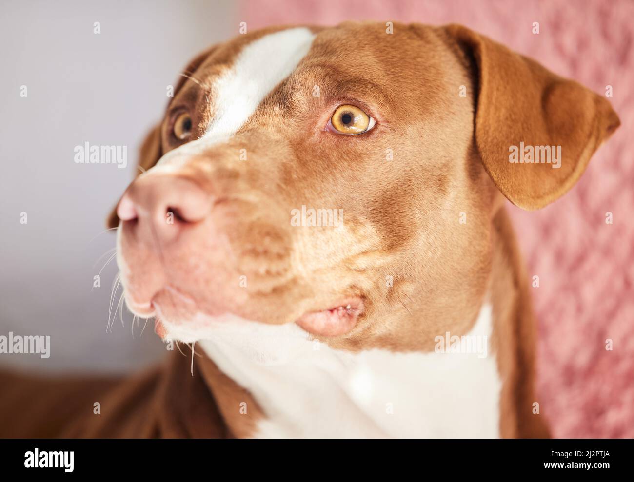 Is that... chicken. Closeup shot of an adorable dog relaxing at home. Stock Photo