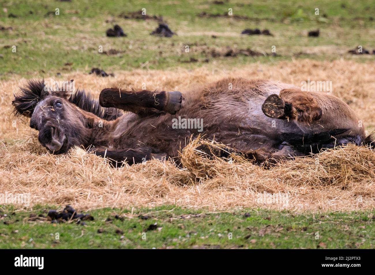 Mehrfelder Bruch, NRW, Germany. 04th Apr, 2022. One of the horses enjoys rolling around in the soft hay feed. A herd of over 300 of of Dülmen Ponies an endangered species and ancient breed, live in feral conditions, but in a protected areas of c. 350 hectares with woods and grassland at Merfelder Bruch Nature Reserve. The herd lives in family clans with very little human interference apart from occasional provision of hay in winter. Credit: Imageplotter/Alamy Live News Stock Photo