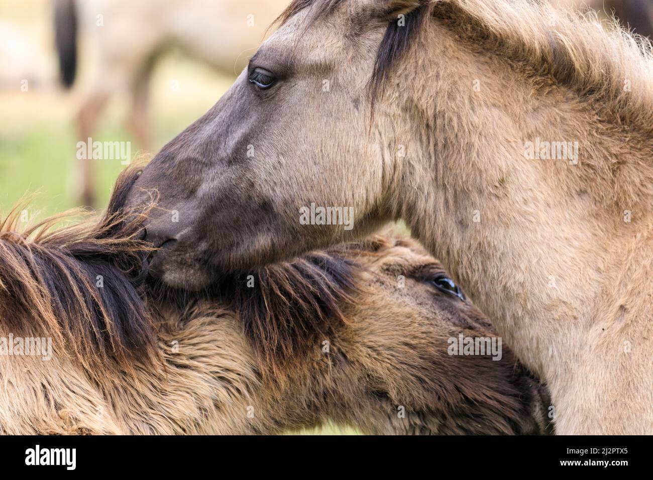 Mehrfelder Bruch, NRW, Germany. 04th Apr, 2022. Two of the horses groom each other. A herd of over 300 of of Dülmen Ponies an endangered species and ancient breed, live in feral conditions, but in a protected areas of c. 350 hectares with woods and grassland at Merfelder Bruch Nature Reserve. The herd lives in family clans with very little human interference apart from occasional provision of hay in winter. Credit: Imageplotter/Alamy Live News Stock Photo