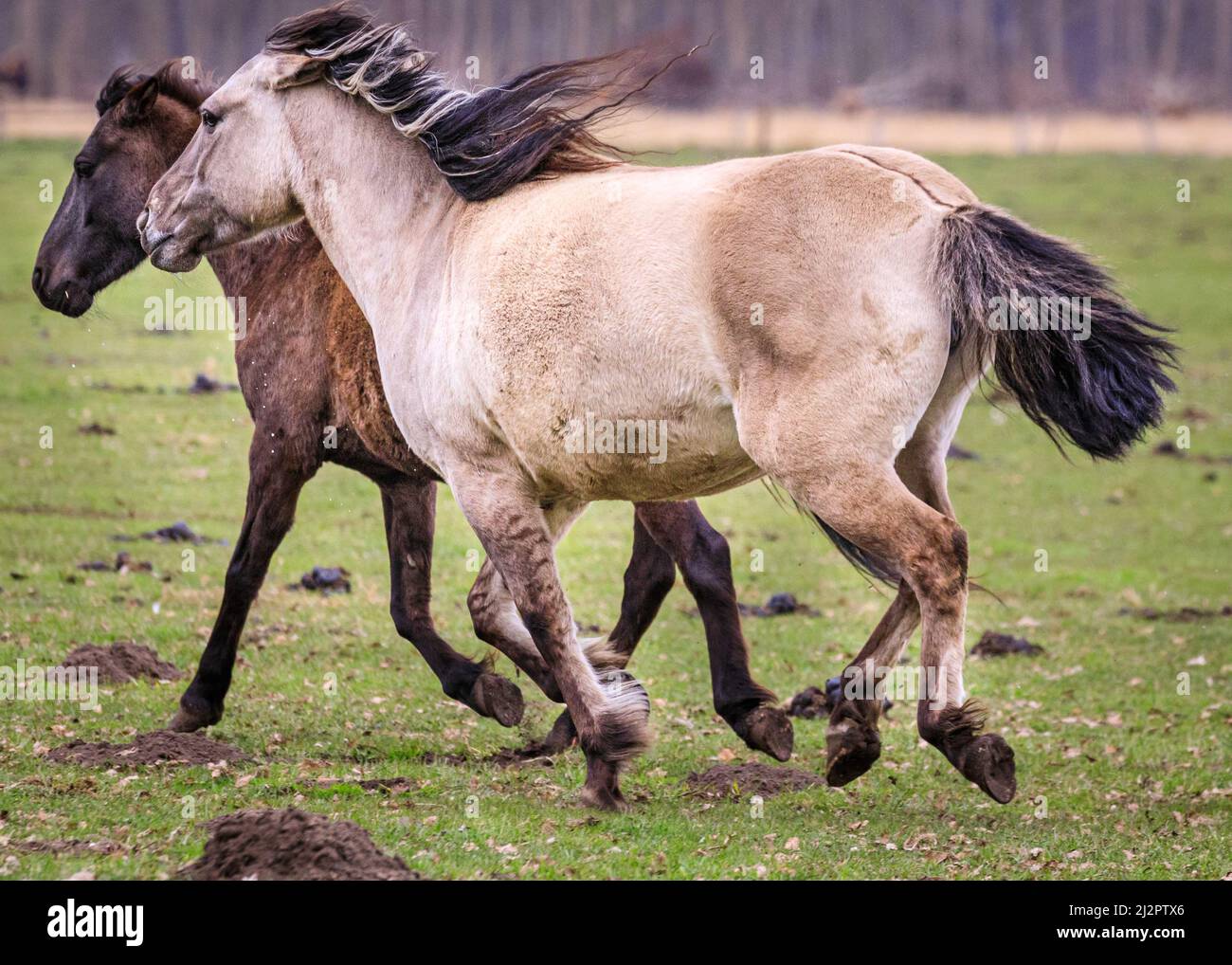 Mehrfelder Bruch, NRW, Germany. 04th Apr, 2022. Two of the horses gallop across the grassland. A herd of over 300 of of Dülmen Ponies an endangered species and ancient breed, live in feral conditions, but in a protected areas of c. 350 hectares with woods and grassland at Merfelder Bruch Nature Reserve. The herd lives in family clans with very little human interference apart from occasional provision of hay in winter. Credit: Imageplotter/Alamy Live News Stock Photo
