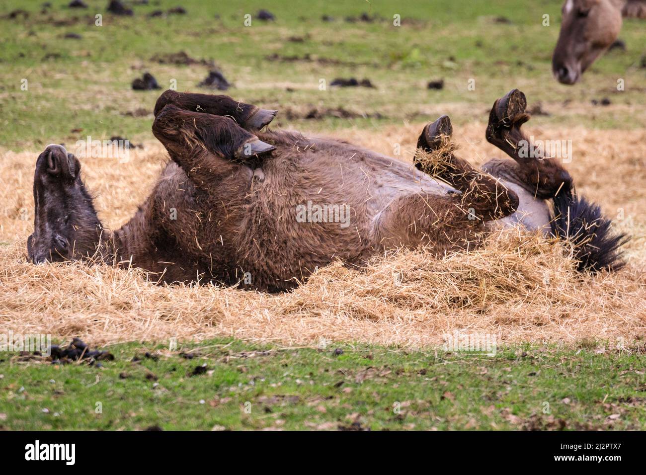 Mehrfelder Bruch, NRW, Germany. 04th Apr, 2022. One of the horses enjoys rolling around in the soft hay feed. A herd of over 300 of of Dülmen Ponies an endangered species and ancient breed, live in feral conditions, but in a protected areas of c. 350 hectares with woods and grassland at Merfelder Bruch Nature Reserve. The herd lives in family clans with very little human interference apart from occasional provision of hay in winter. Credit: Imageplotter/Alamy Live News Stock Photo
