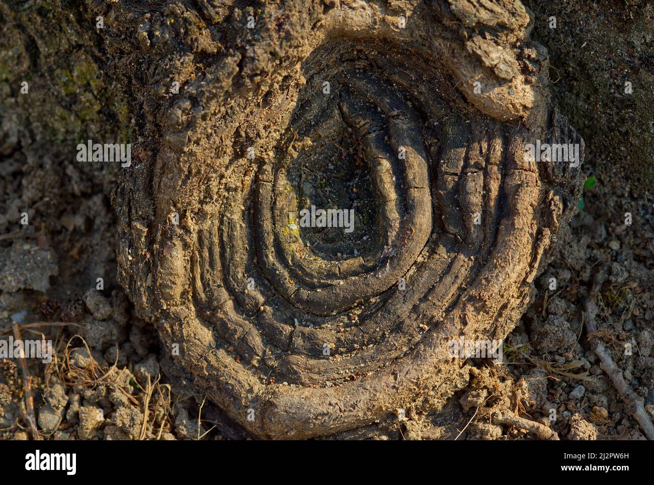 closeup view of a root of a tree in a curious spiral habit Stock Photo