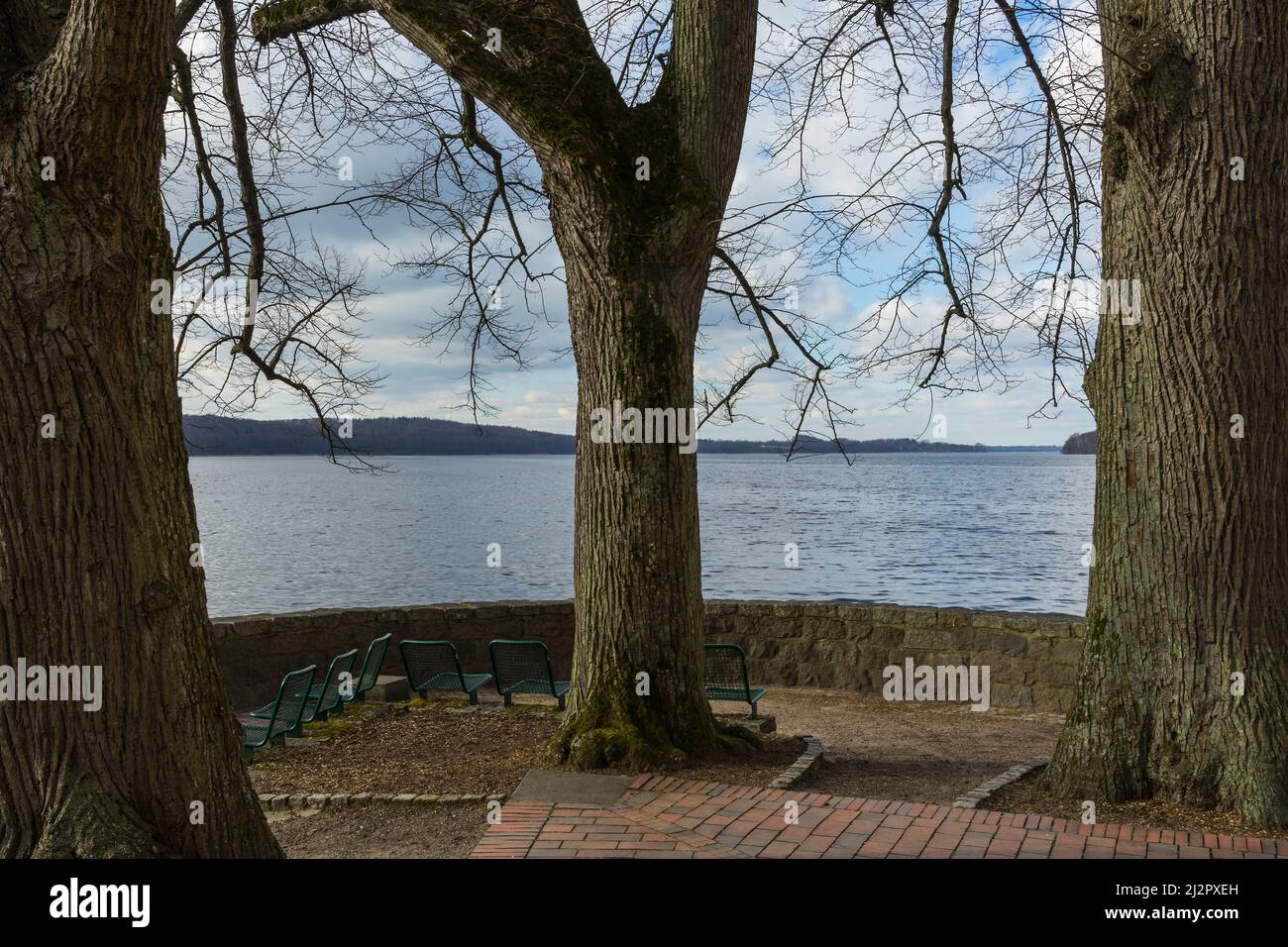 Oak trees on the lake of Ratzeburg. Stock Photo