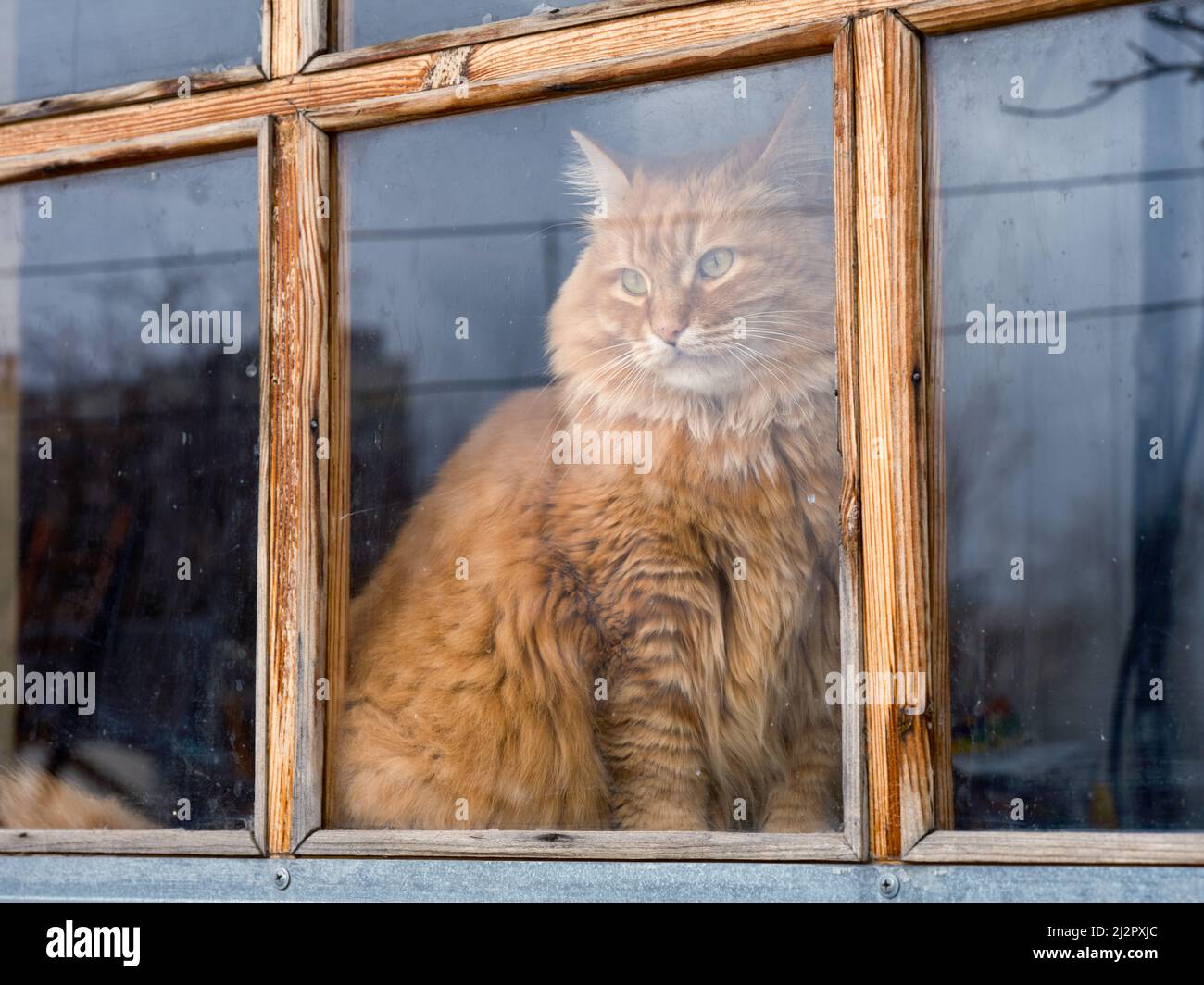 A ginger cat looking through an old window. Close up. Stock Photo